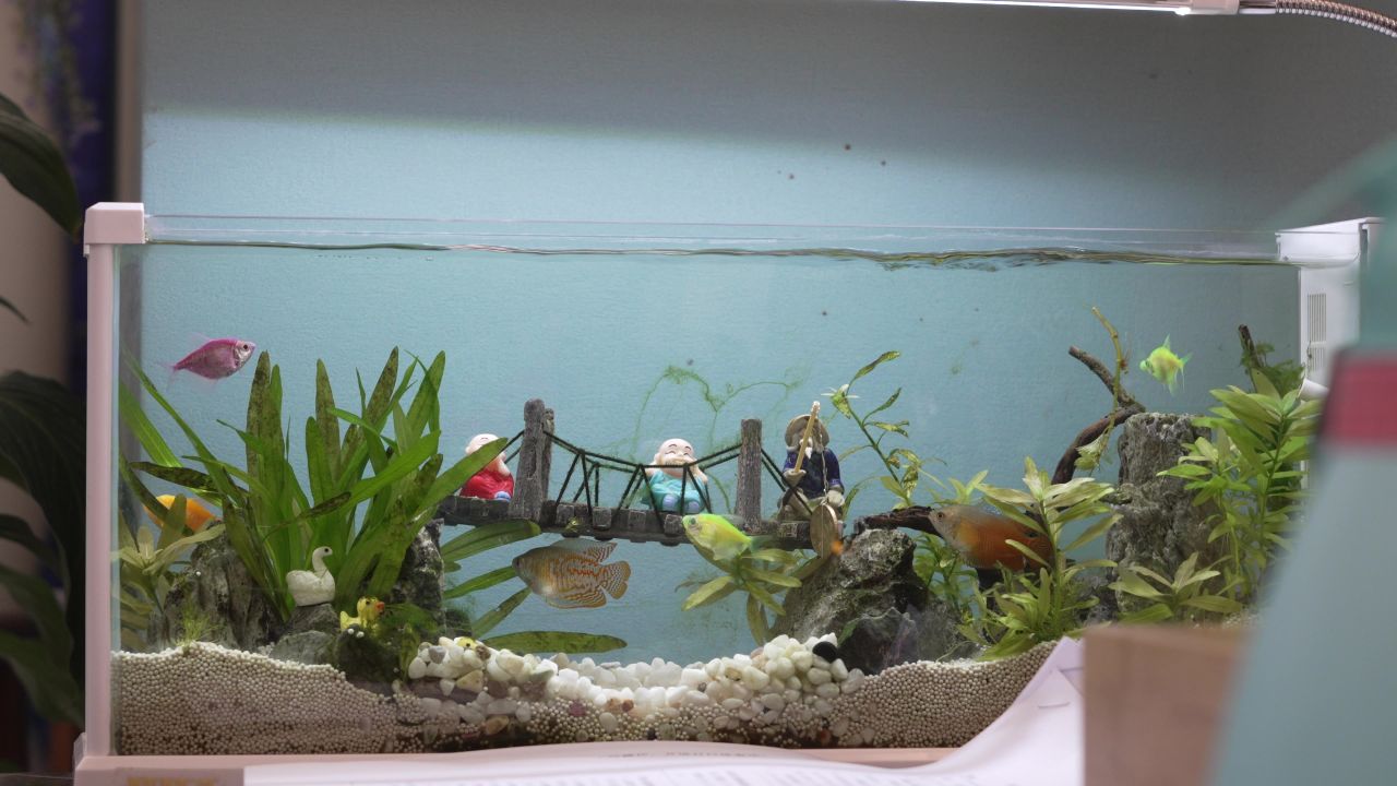 水族鱼缸景观 1