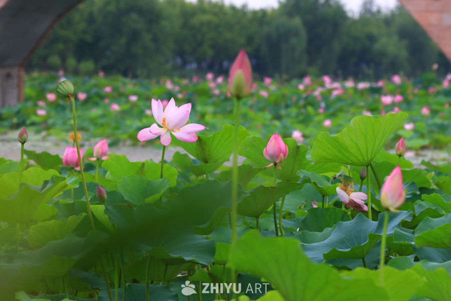 盛夏荷花 11