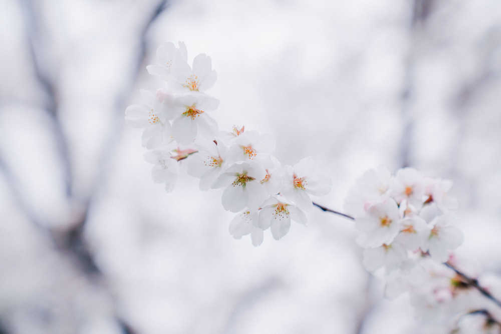 樱花季