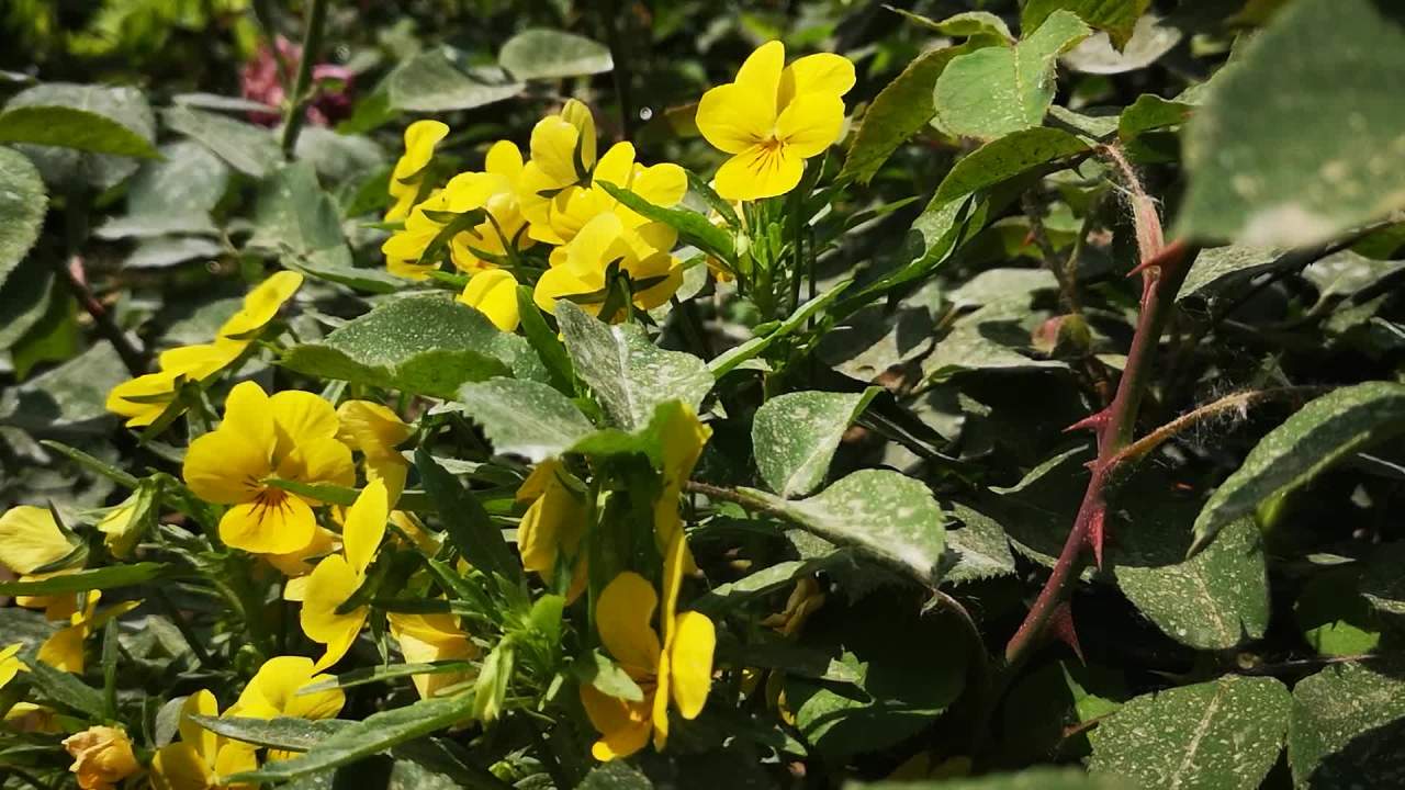 阳光下的黄花