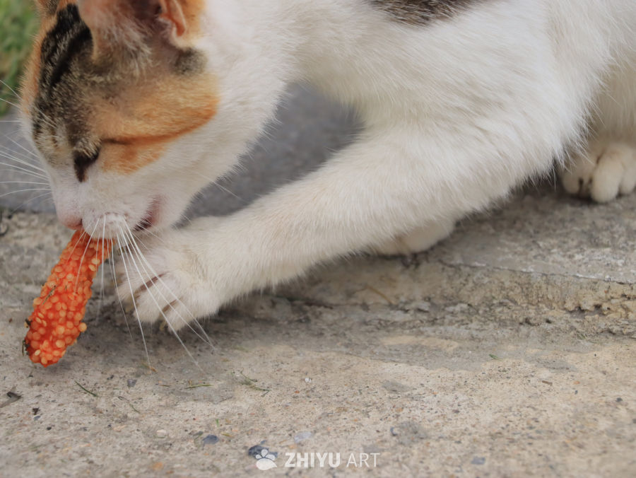猫咪吃胡萝卜的萌态