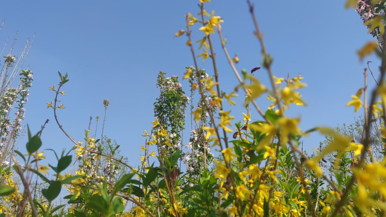 春天 花已开 42