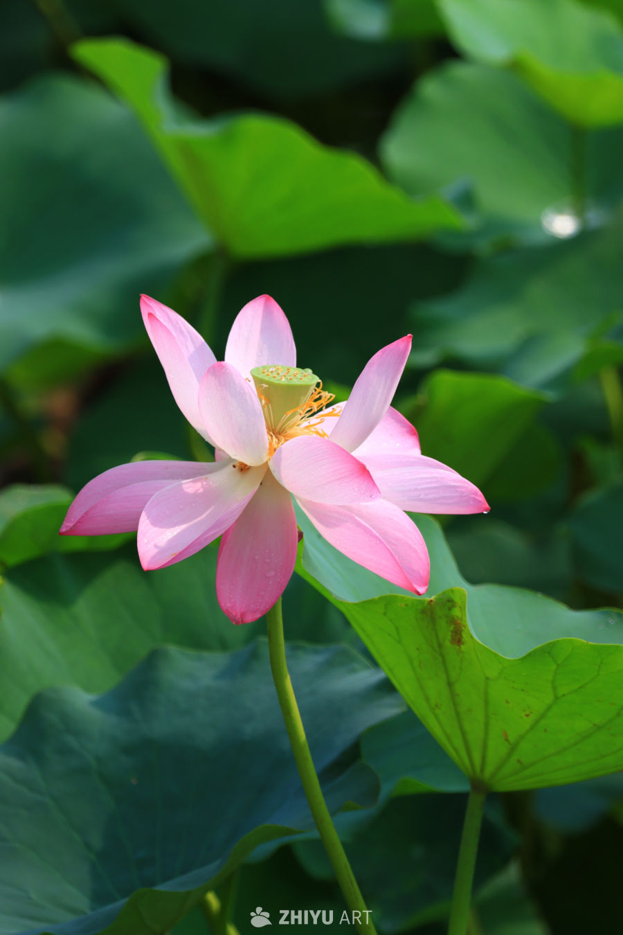 盛夏荷花 125