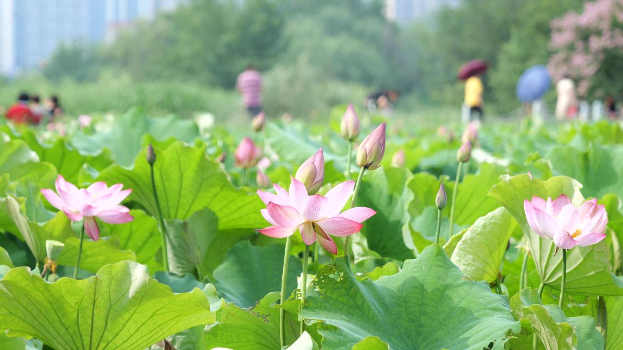 荷花 49