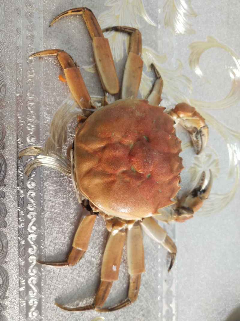 螃蟹吃完给它摆回去