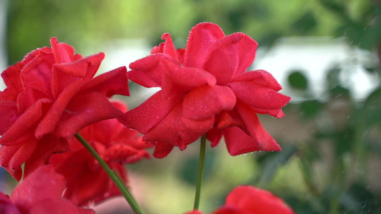 花 29