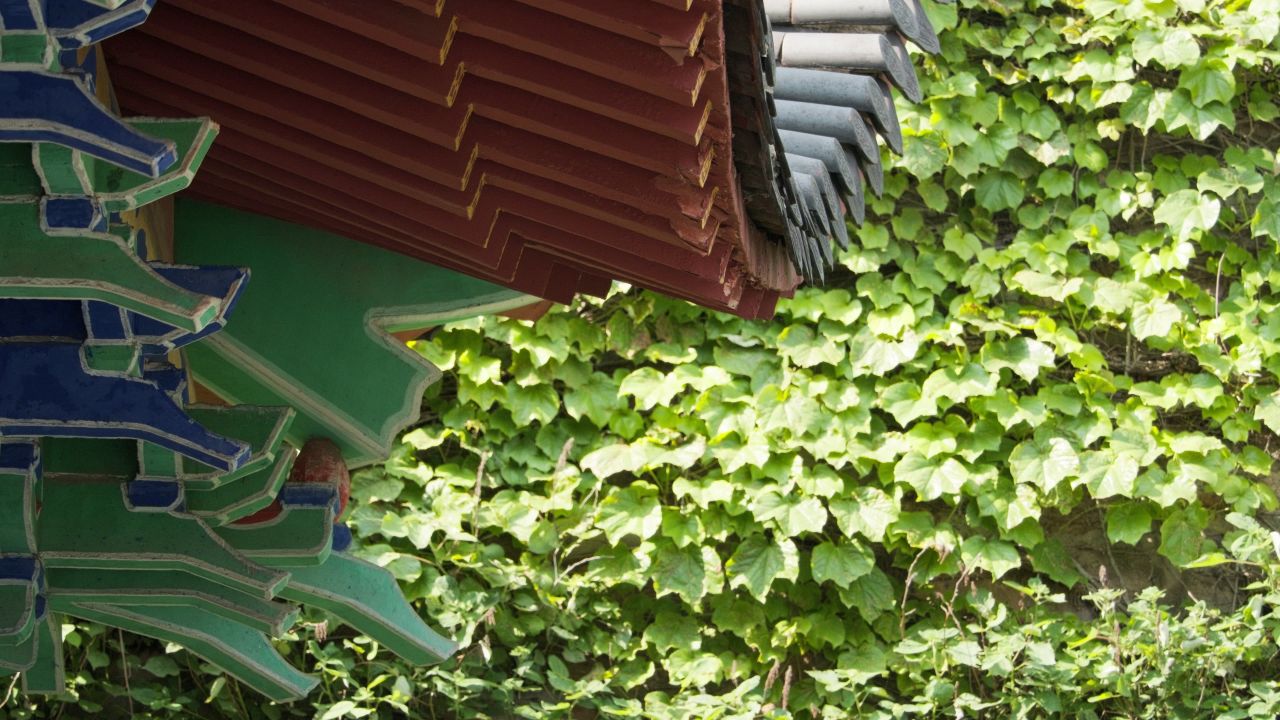 植物树木春天夏天绿油油生机盎然