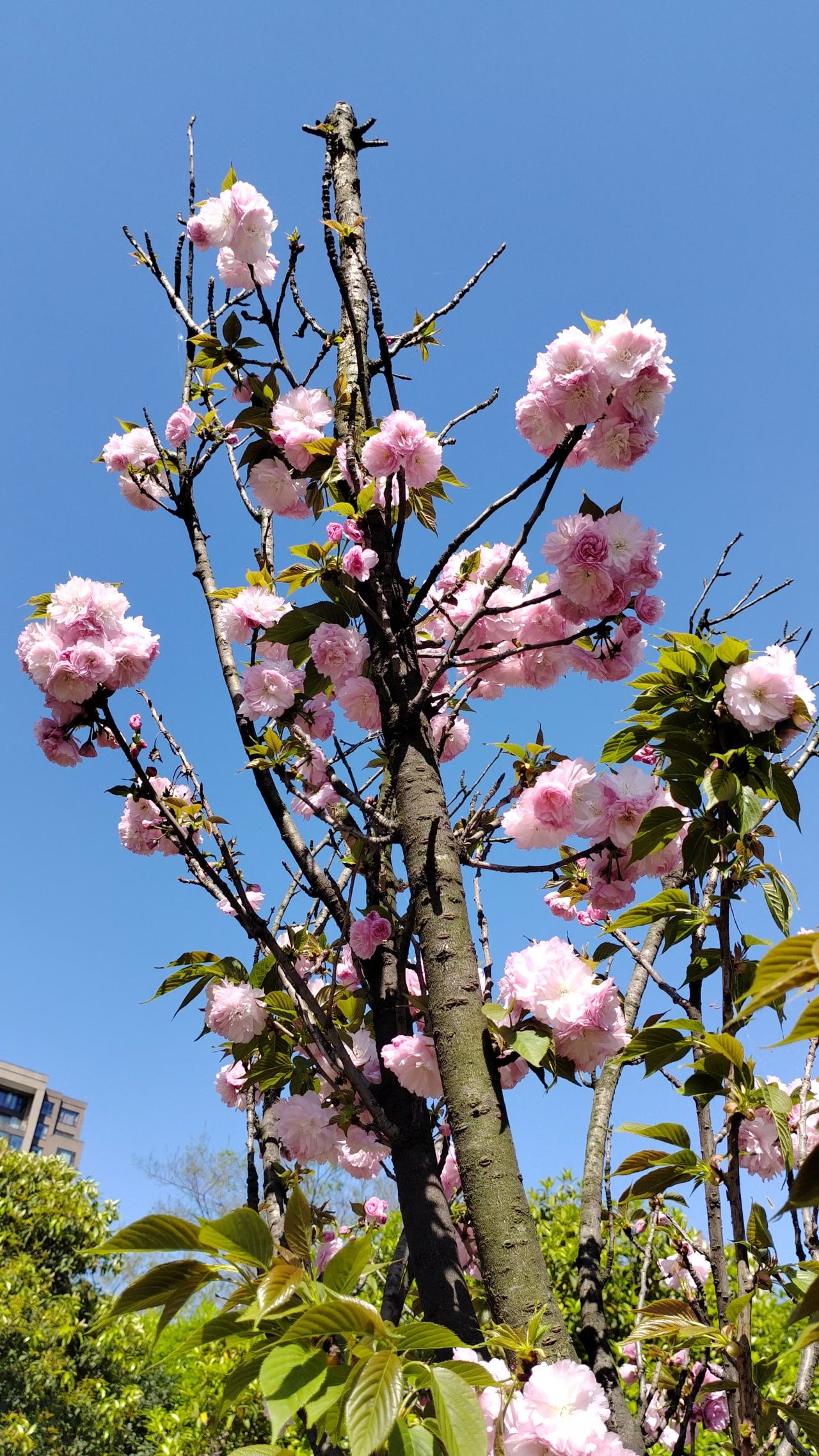 樱花