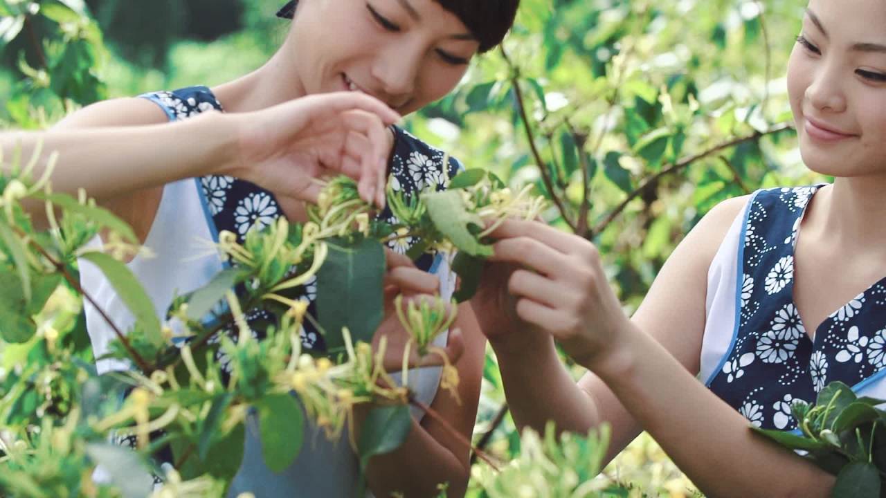中药材金银花丰收采摘笑脸素材
