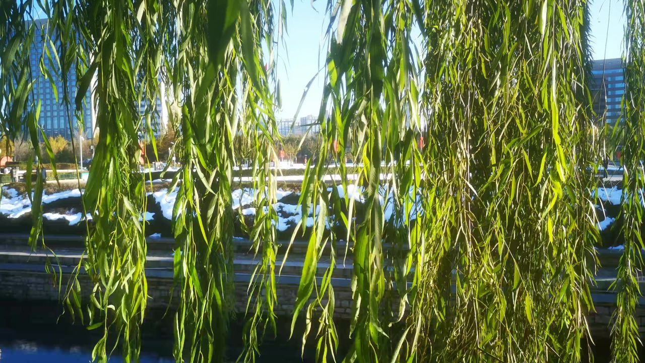 路边野花野草植物实拍 