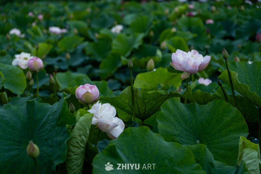 荷花 27