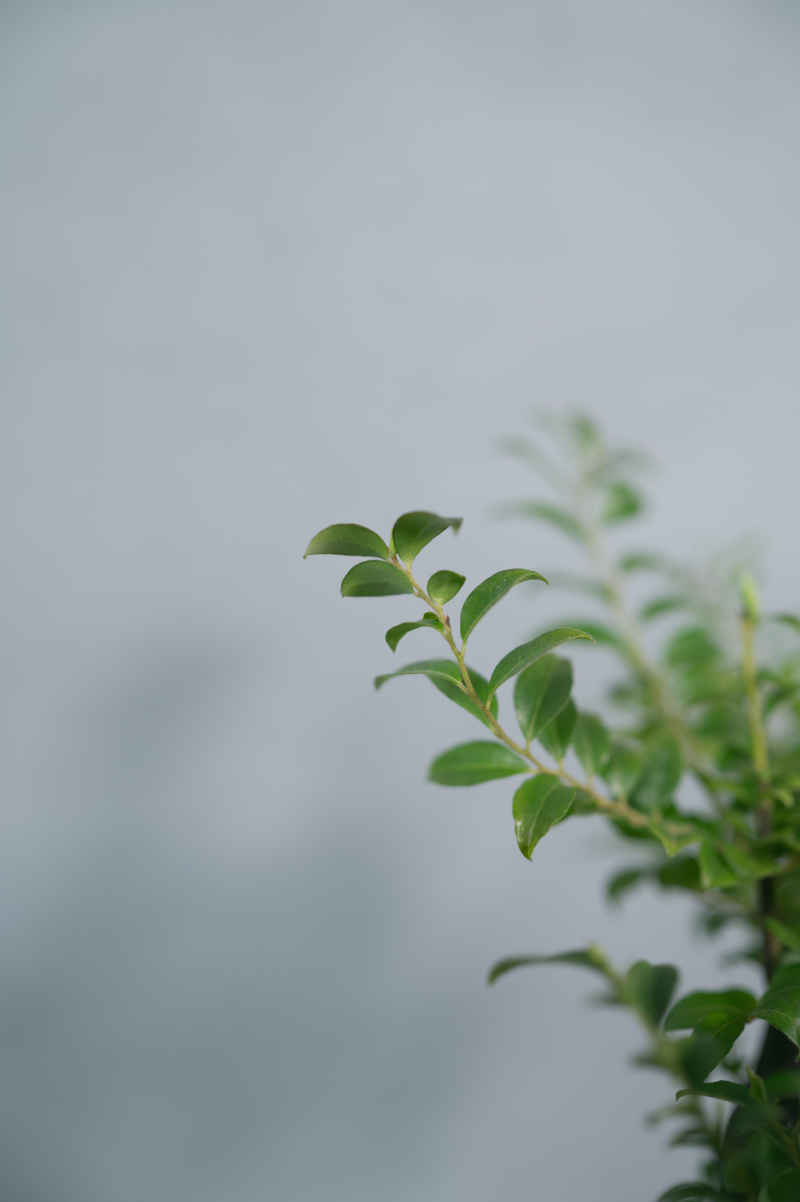 盆栽、插花 26