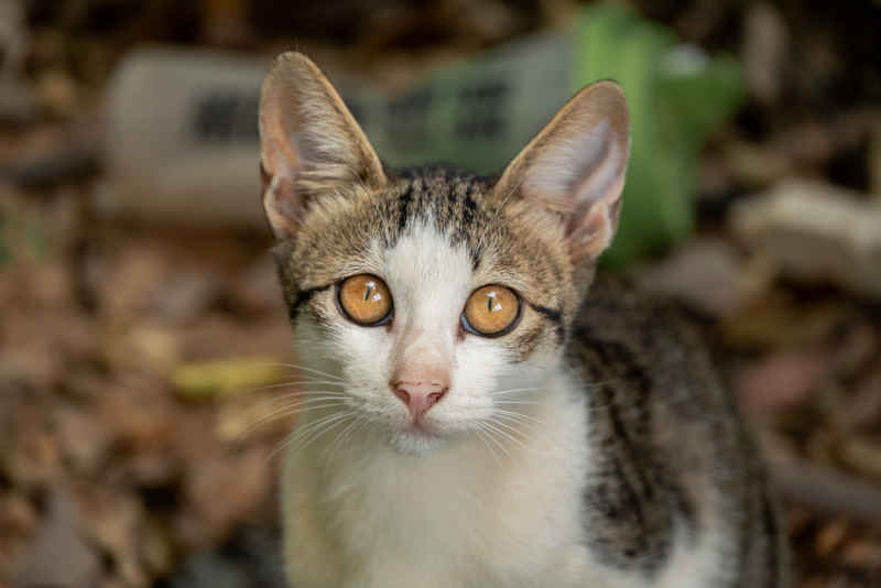 小猫小猫