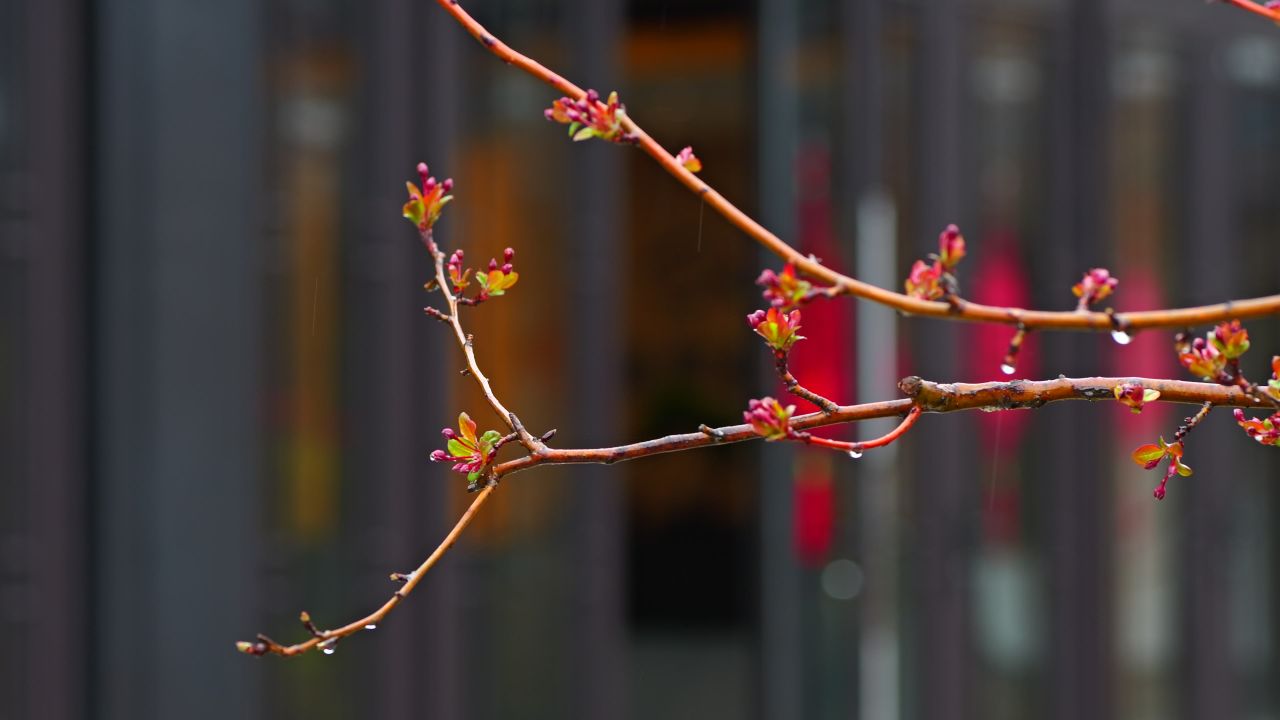 春雨 发芽