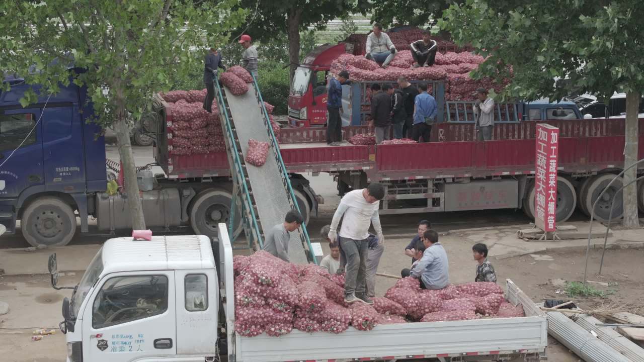 洋葱市场装卸繁忙
