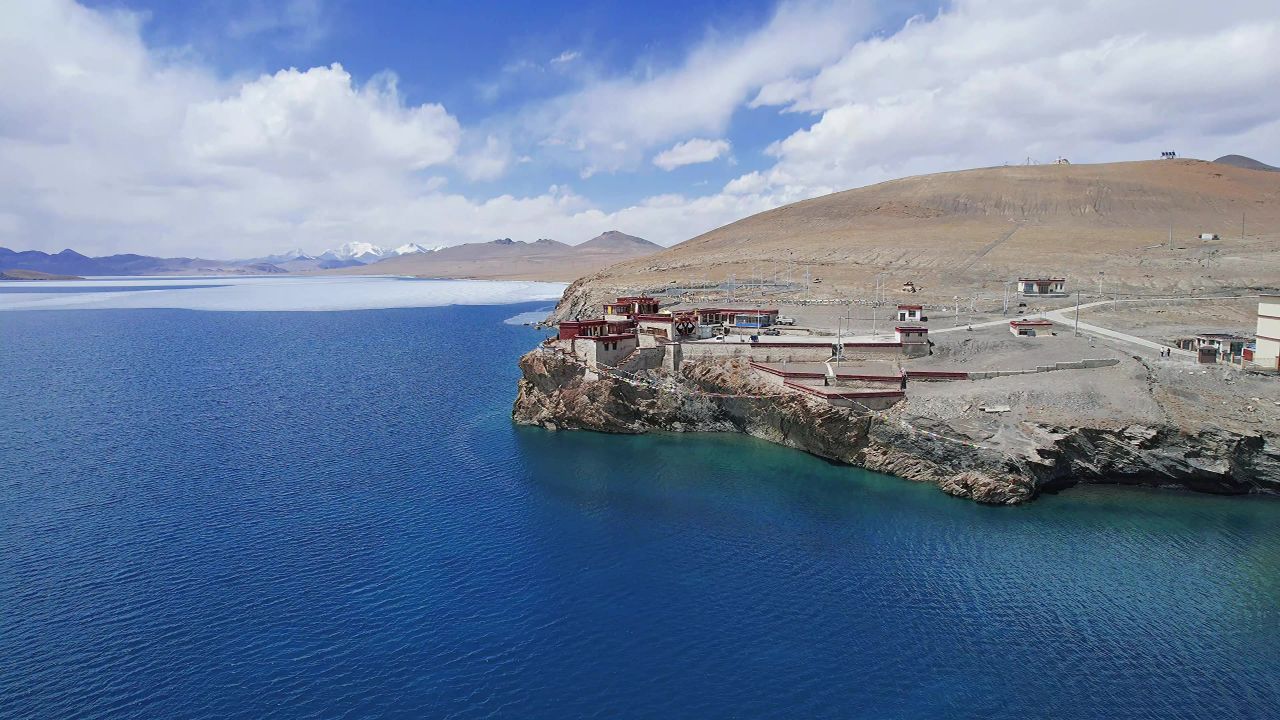普莫雍错海鸥