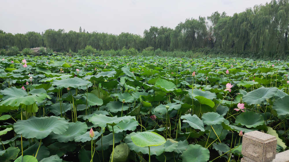 大明湖荷花