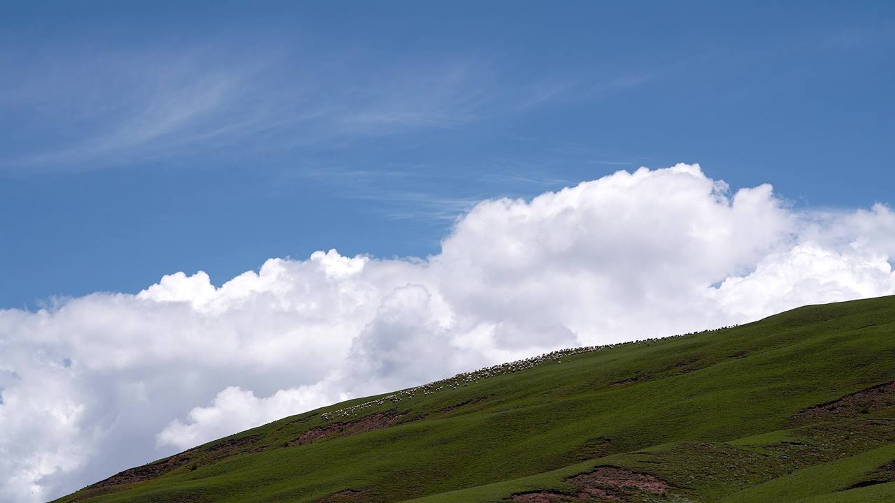 牛羊群在绿色草原悠然放牧