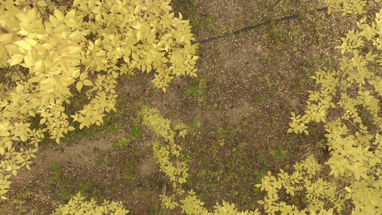 秋日森林航拍