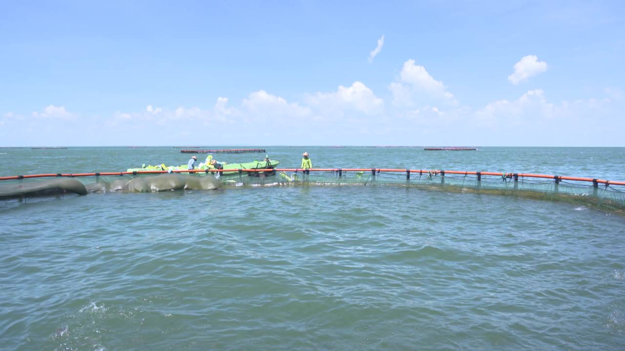 海洋牧场深海养殖