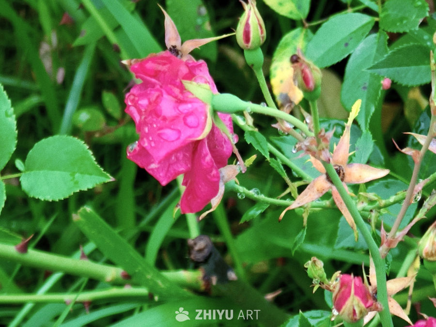 雨后绽放的玫瑰