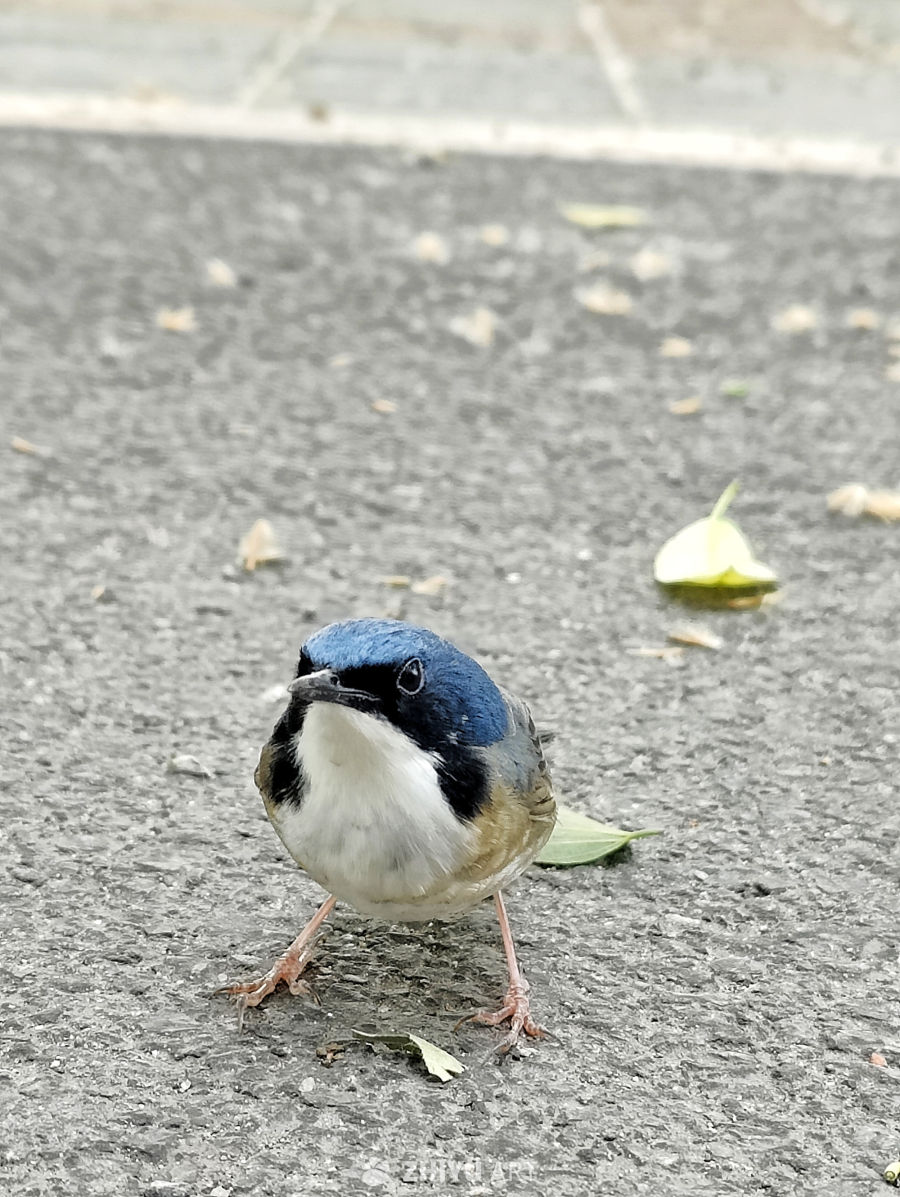 鸟