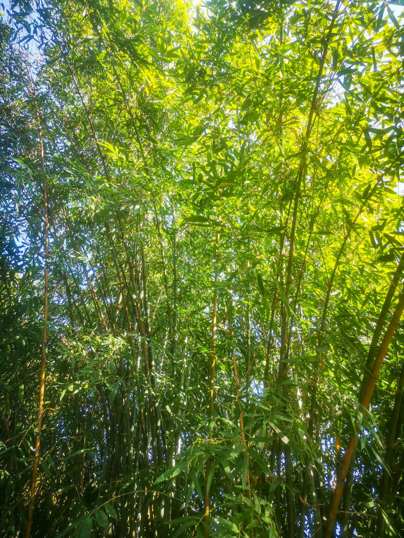 竹林竹叶植物摄影图 