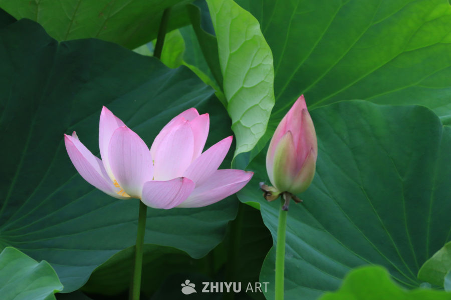 荷花 67