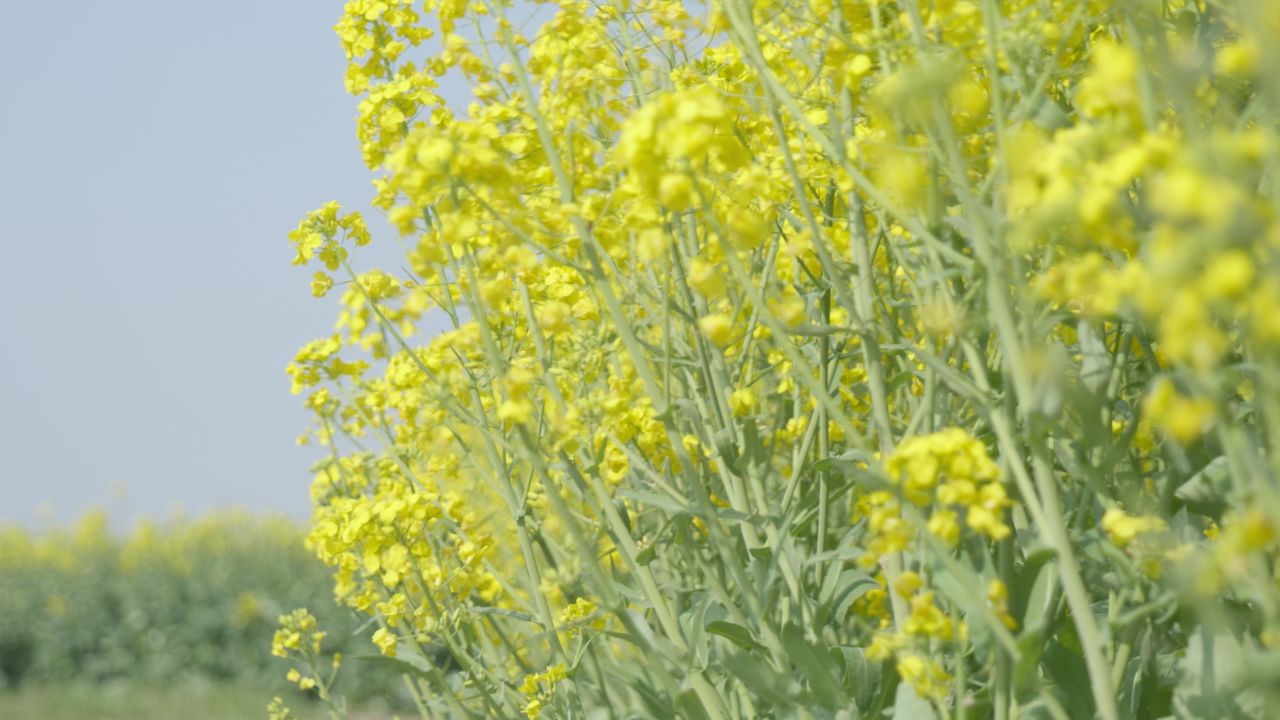 春天农村油菜花海蜜蜂采蜜 24
