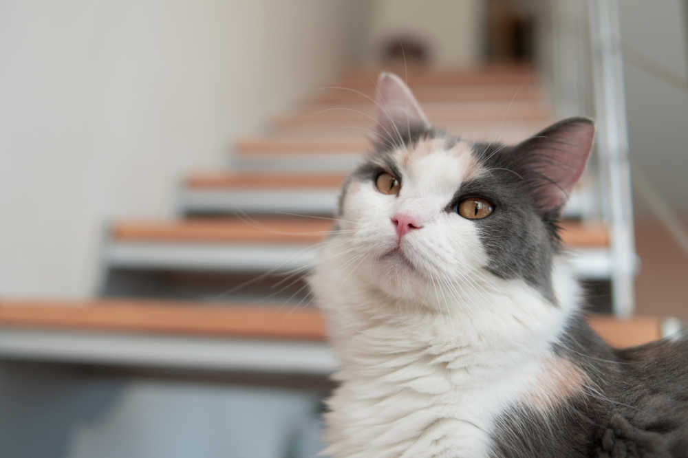 宠物猫