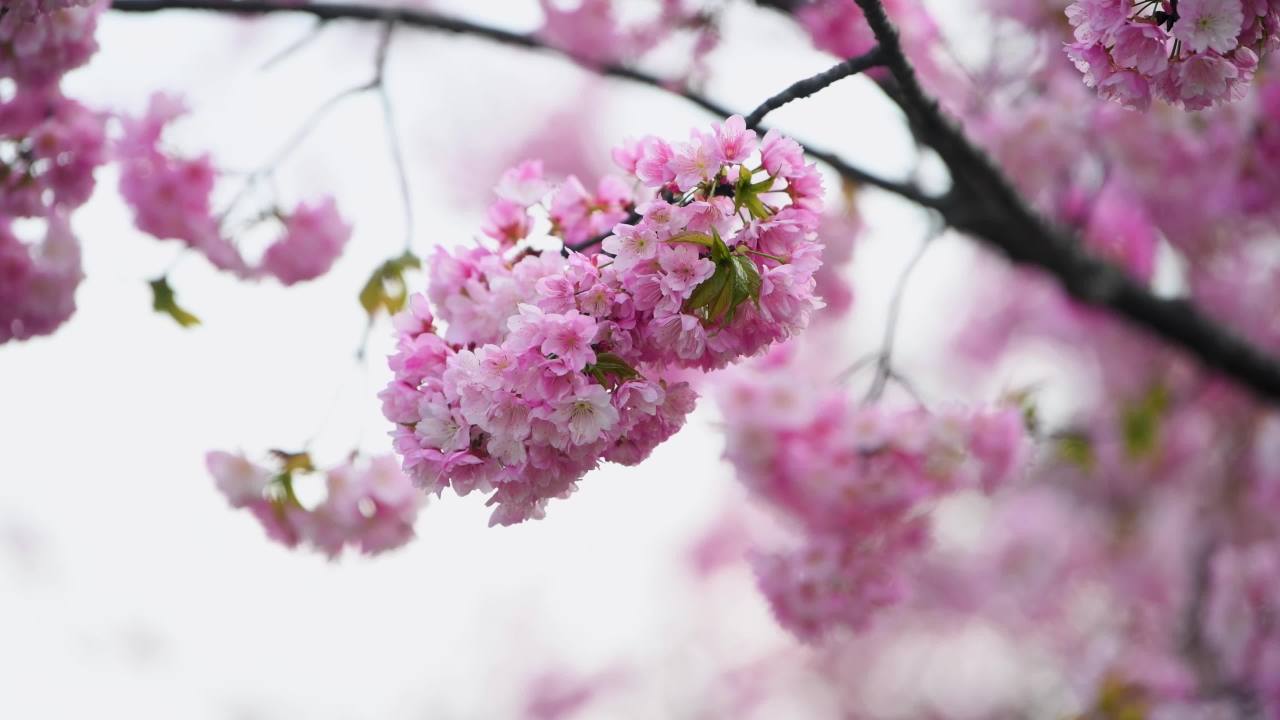 4k樱花盛开 春日樱花特写