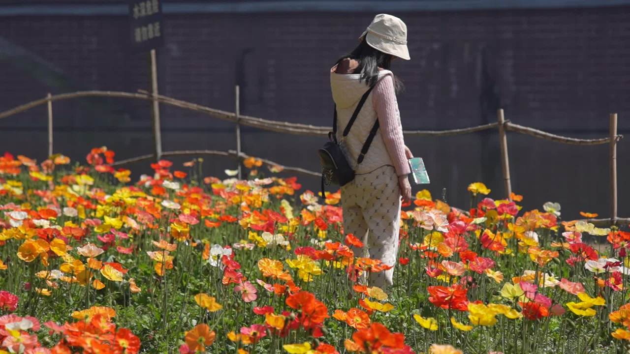 春花烂漫时 人从旁边过 2
