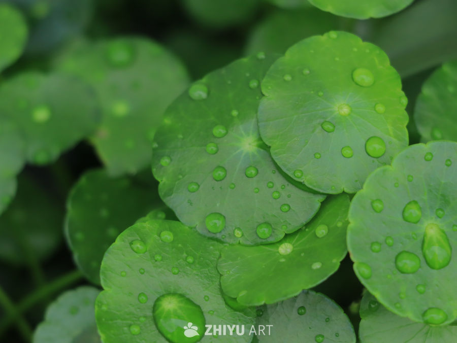 雨后绿叶上的珍珠