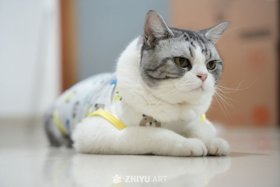 猫咪 61