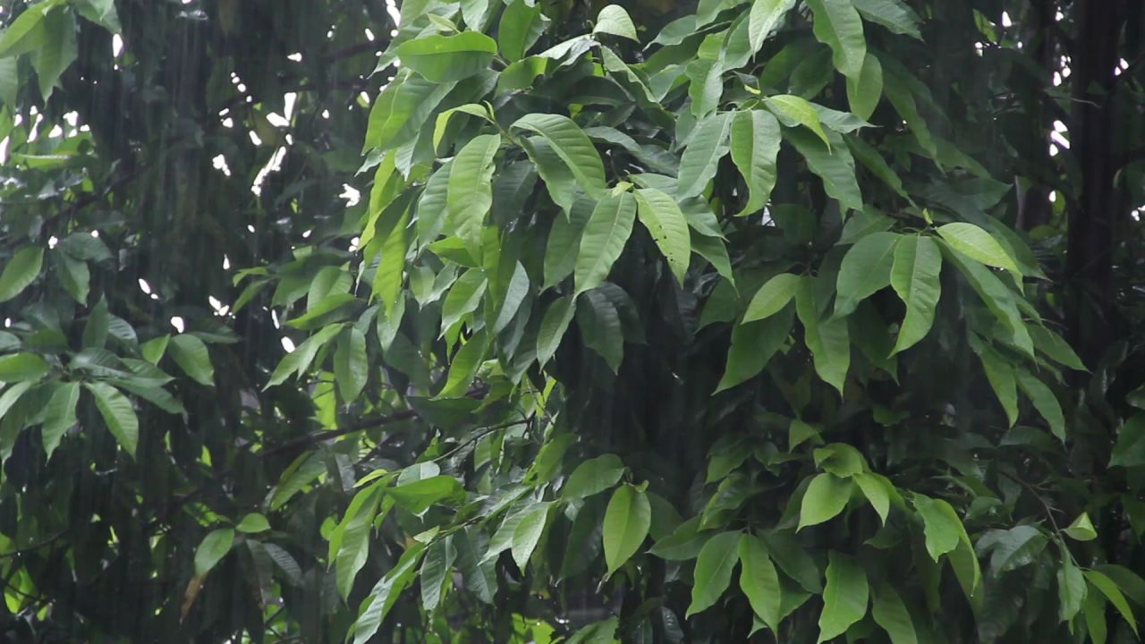 大雨白兰树