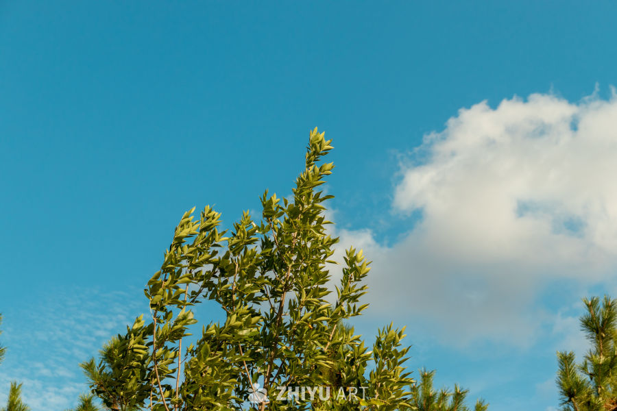 蓝天白云下的绿树