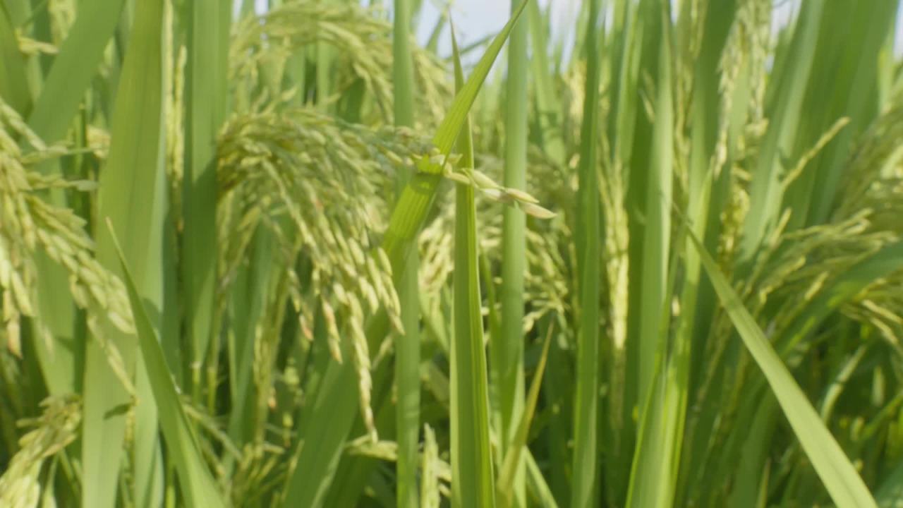 水稻五常大米田野粮食庄稼丰收 35