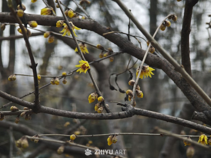 冬日蜡梅绽放