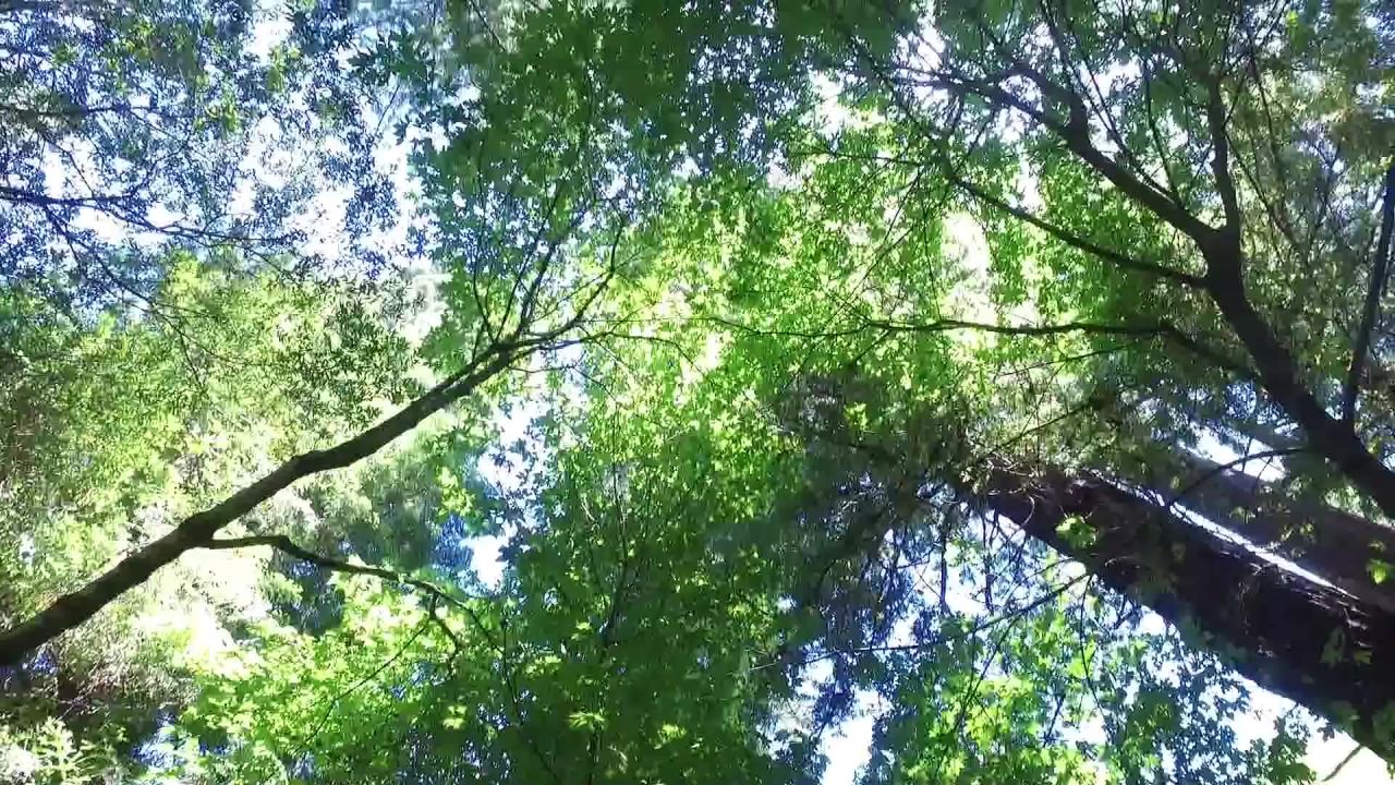 伍兹森林树景观