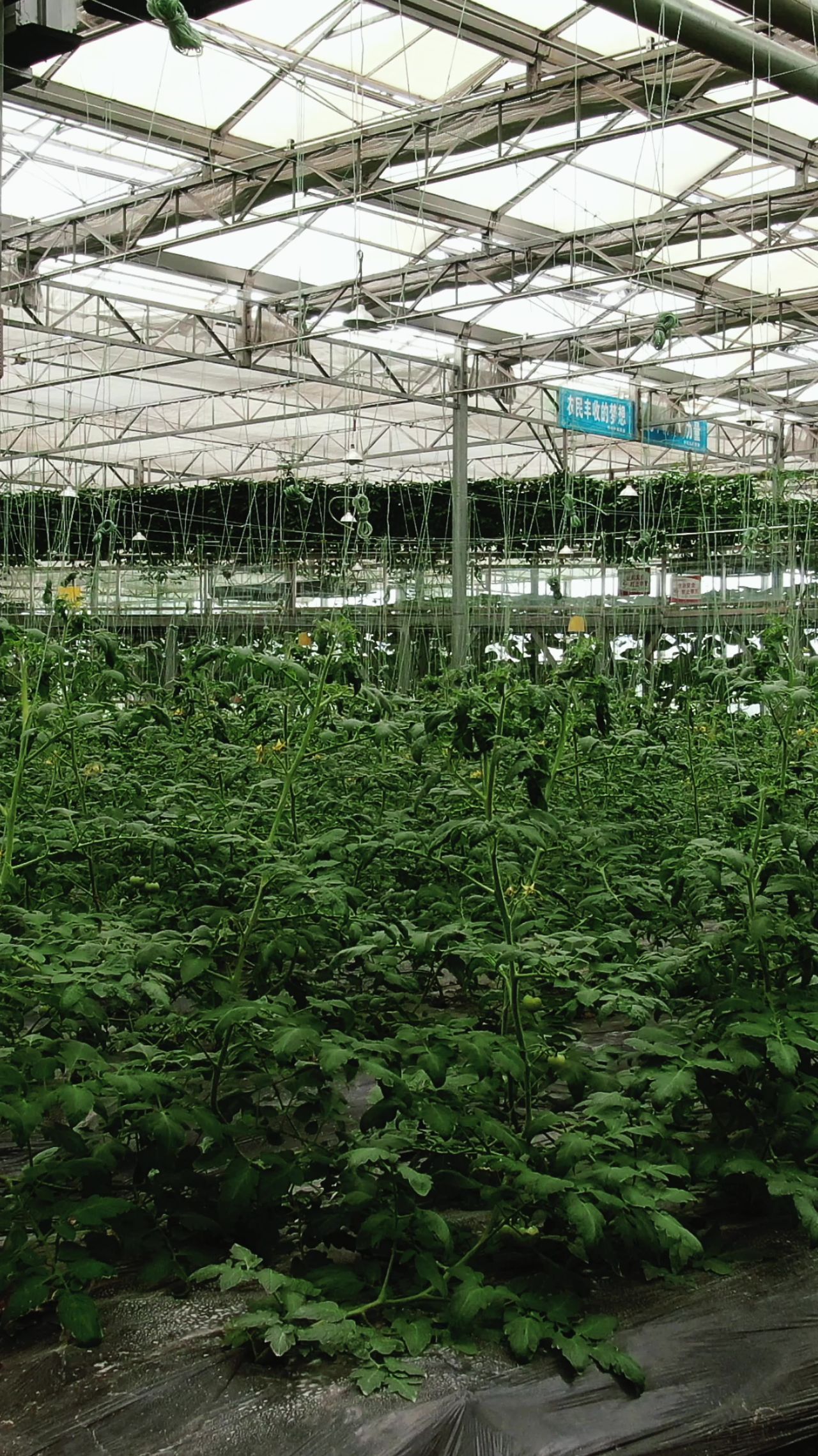 大棚农业种植蔬菜基地