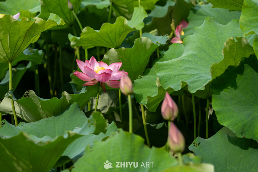 荷花 139