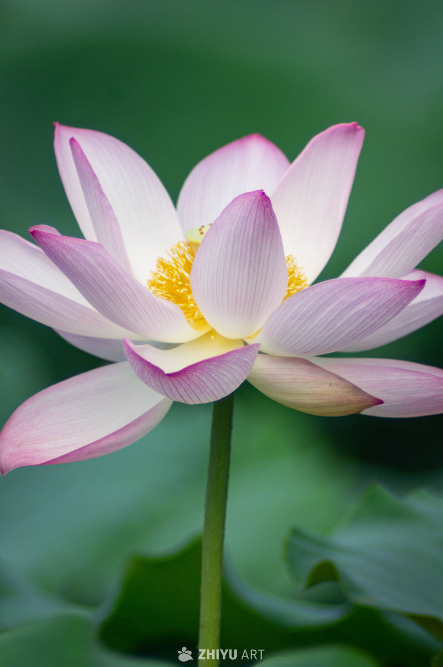 荷花 6