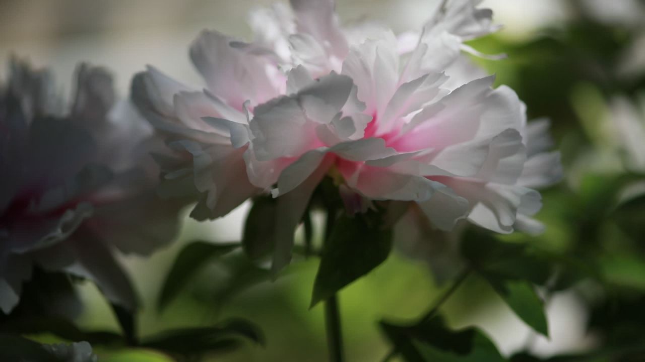 柔美花影