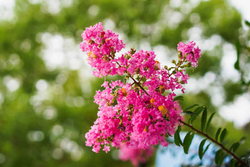 紫薇花 1