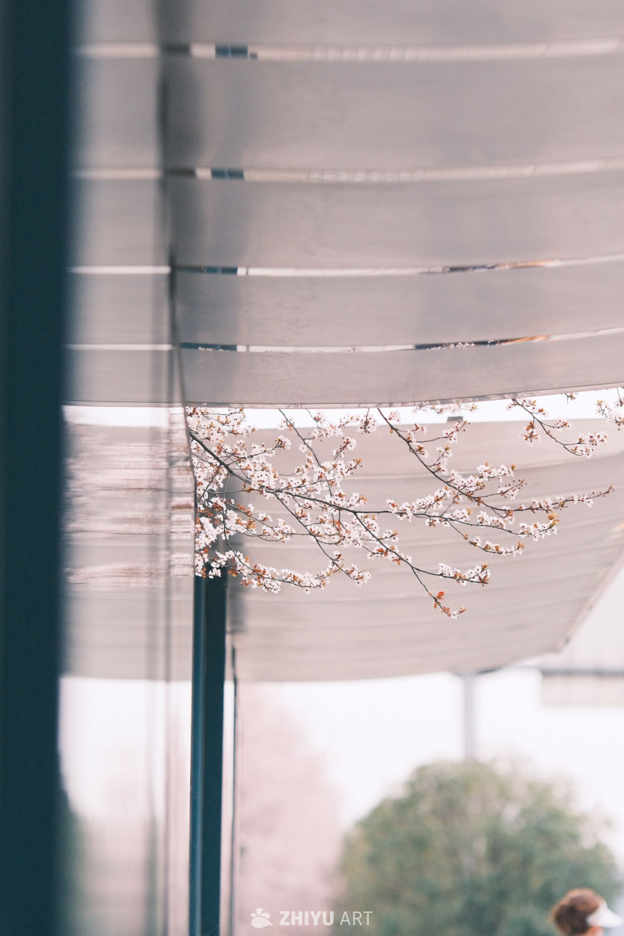 春与花 5