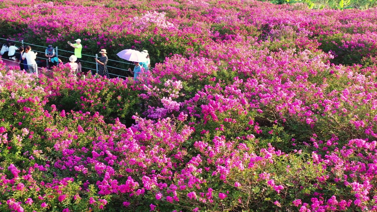 平沙紫薇花开放