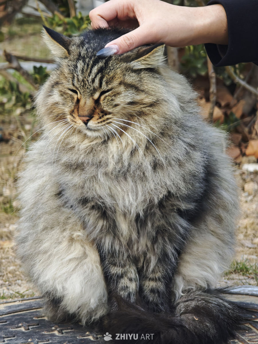 长毛猫享受抚摸的瞬间
