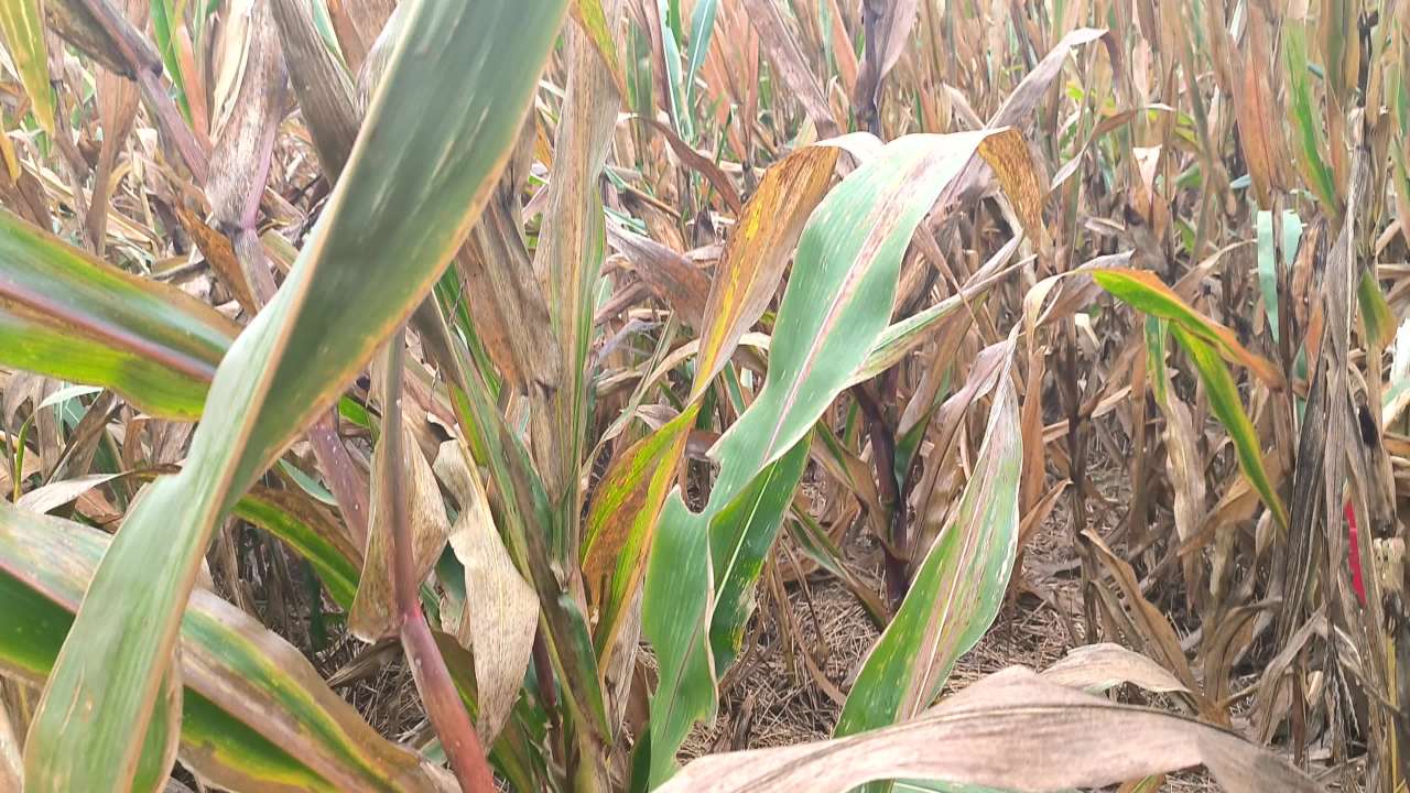 秋收 秋雨 秋粮 4