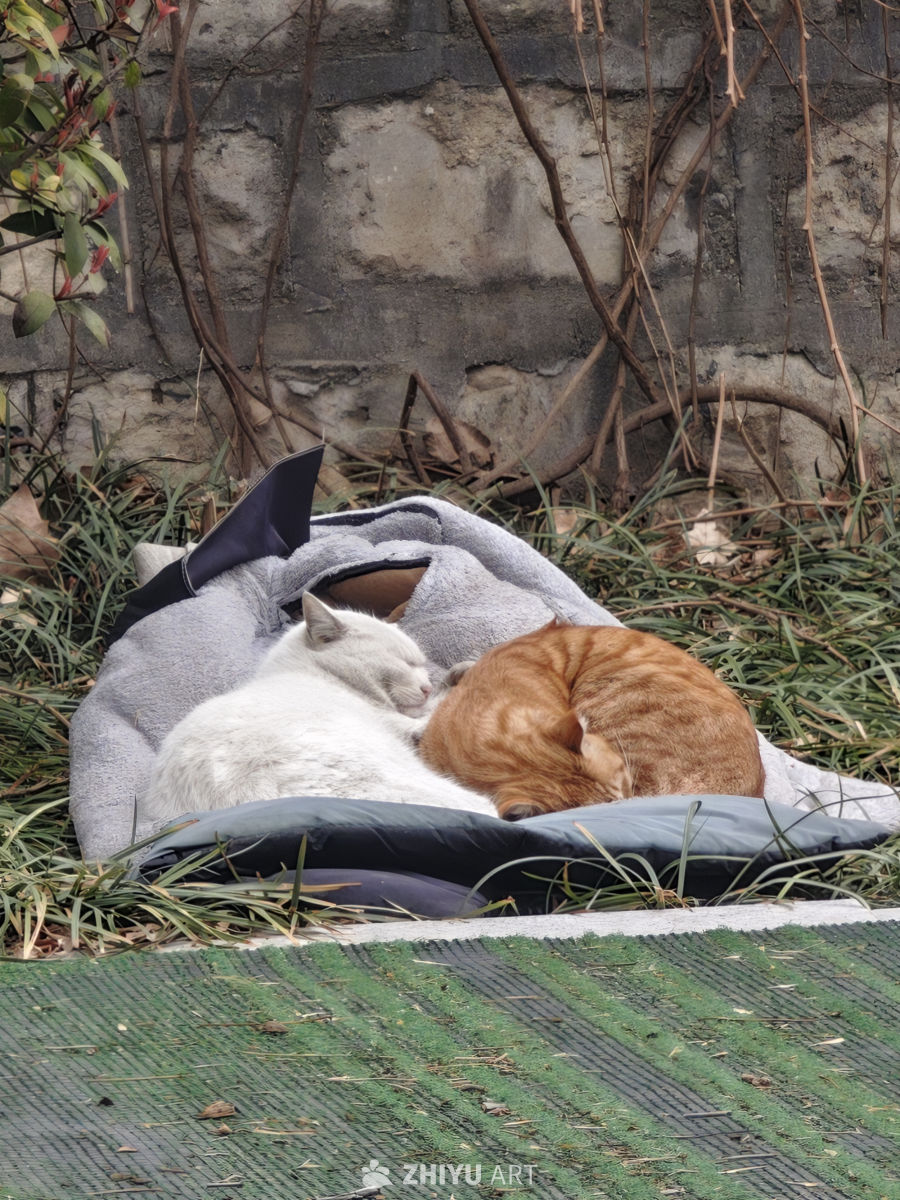 两只猫咪的宁静时光