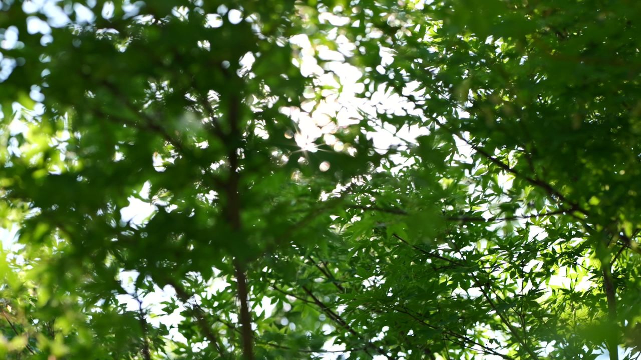 一组初夏枫叶的慢动作 5